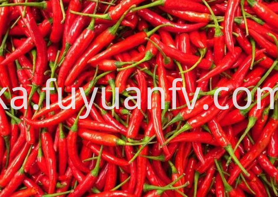 Chaotian Chili 3